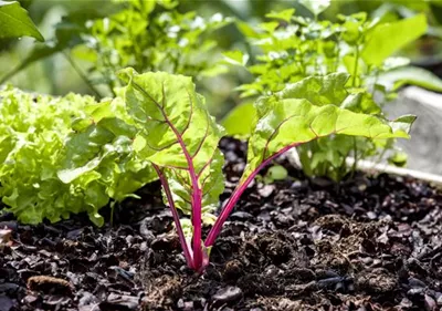 Mangold – die Rübe mit der gewissen Würze