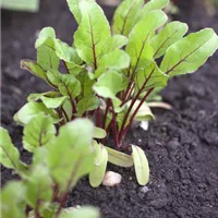 Mangold ist nicht gleich Mangold