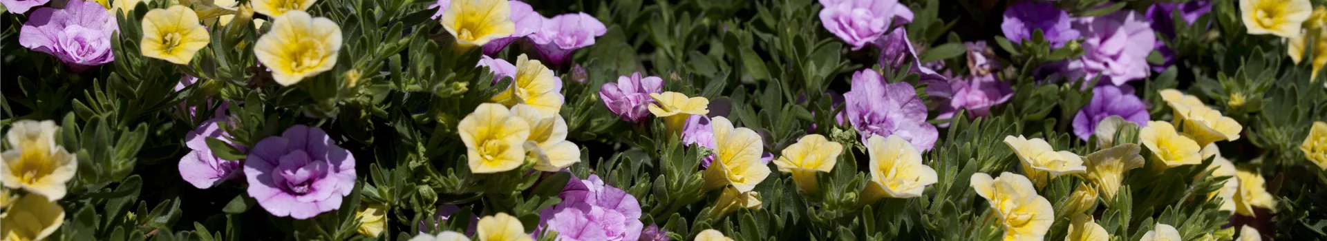 Farbe bekennen macht im Garten richtig Spaß!