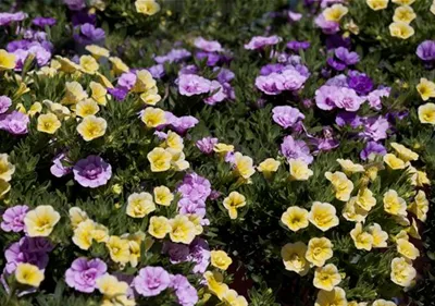 Farbe bekennen macht im Garten richtig Spaß!