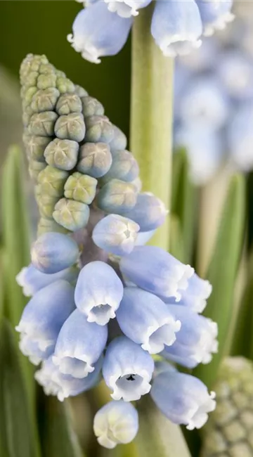 Fliegende Ostertassen