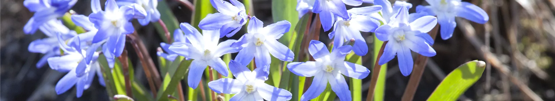 Blumenzwiebeln im Steingarten – So gelingt die Farbenpracht