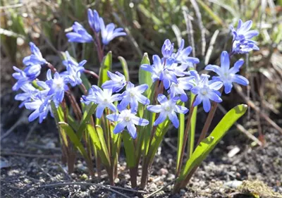 Blumenzwiebeln im Steingarten – So gelingt die Farbenpracht