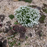 Mit Blumenzwiebeln im Steingarten punkten