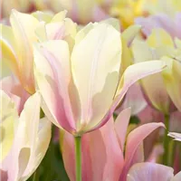 Blumenzwiebeln im Topf – der etwas andere Steingarten