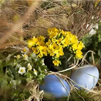 Ein Eiergewächs ist gefragt