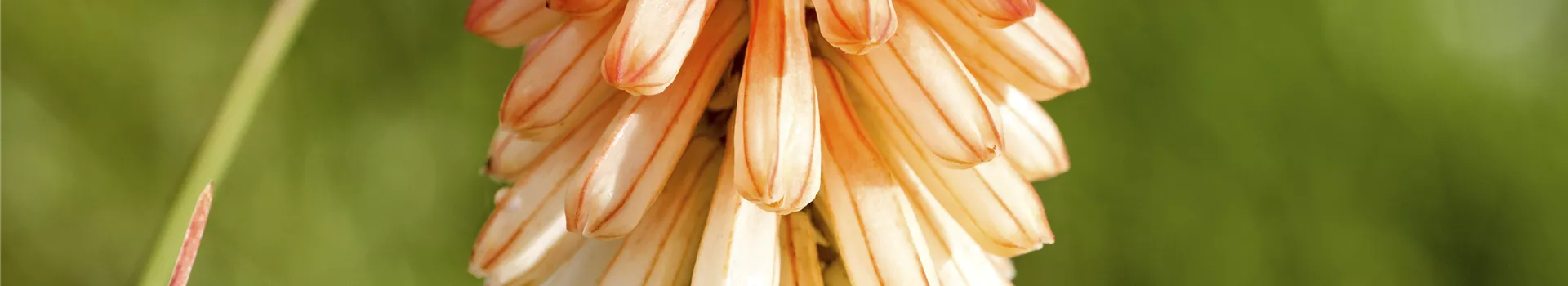 Fackellilien – ein florales Flammenmeer im Garten