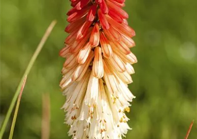 Fackellilien – ein florales Flammenmeer im Garten