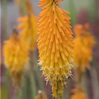 Eine exotische Schönheit