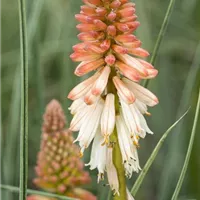 Fackellilien im Garten einpflanzen