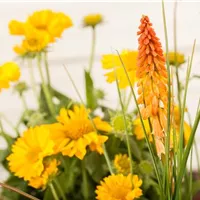 Fackellilien pflegen und im Winter schützen