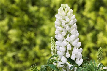 Lupinen, gut für den Garten und seine Bewohner