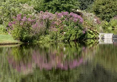 Natürliche Algenbekämpfung im Teich