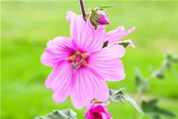 Essbare Blüten