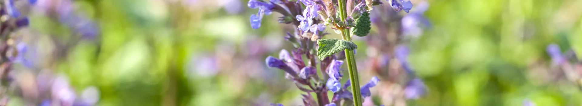Gartenbesitzer und Katze – wie beide glücklich werden