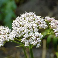 Bild(4)