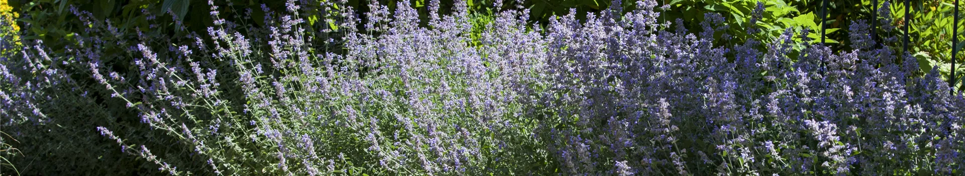 Sie sind bewegend! Wege, die durch den Garten führen.