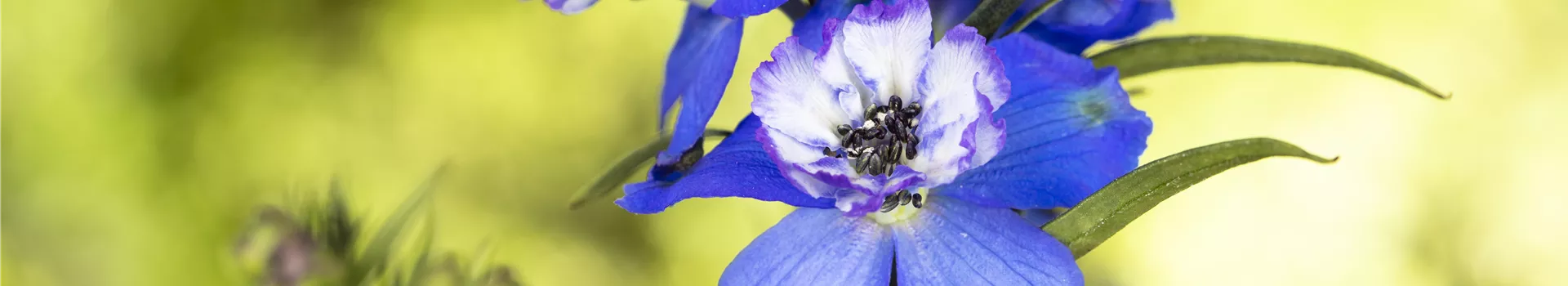 Blumenbeete in Blau und Violett