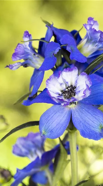 Blumenbeete in Blau und Violett