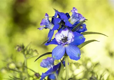 Blumenbeete in Blau und Violett