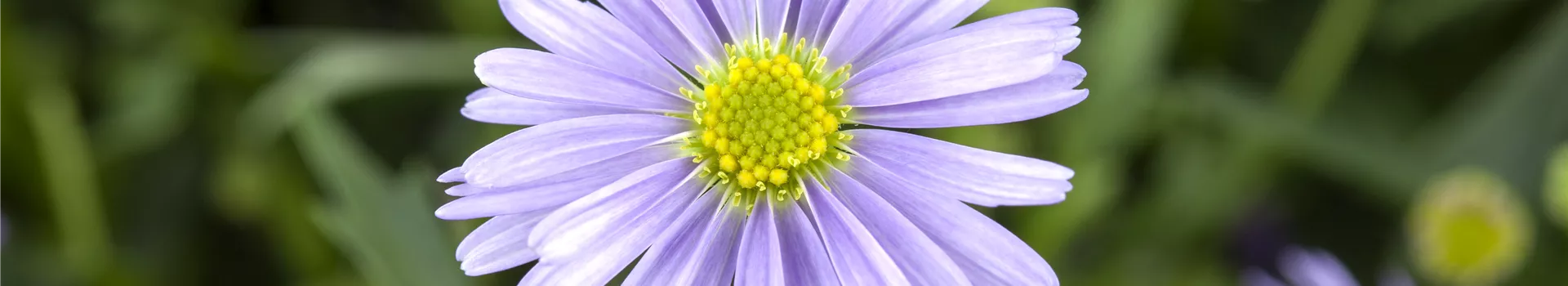 Essbare Blüten - Die schönsten Rezepte