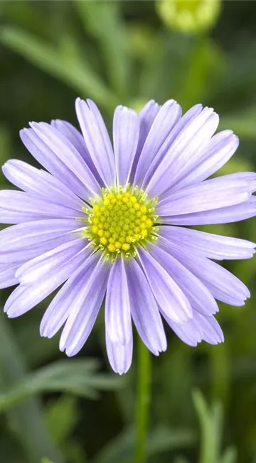 Essbare Blüten - Die schönsten Rezepte