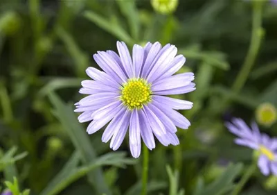 Essbare Blüten - Die schönsten Rezepte