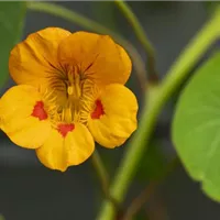 Leckere Kräuterbutter aus essbaren Blüten