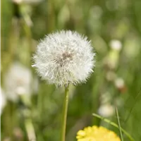Löwenzahn aufs Brot