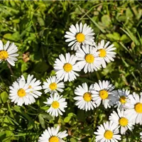 Da haben wir den Blütensalat!