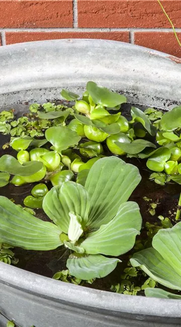 Der Mini-Teich – kleiner Teich ganz groß
