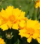 Großblumiges Garten-Mädchenauge - Coreopsis grandiflora 'Sunray', gen.
