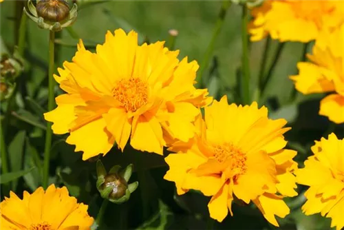 Großblumiges Garten-Mädchenauge - Coreopsis grandiflora 'Sunray', gen.