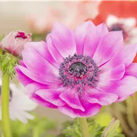 Farbenvielfalt mit Anemonen im Topf