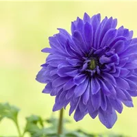 Hochwertige Blumenerde