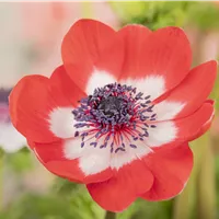 Anemonen im Topf ohne nasse Füße