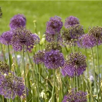 Allium für jeden Standort