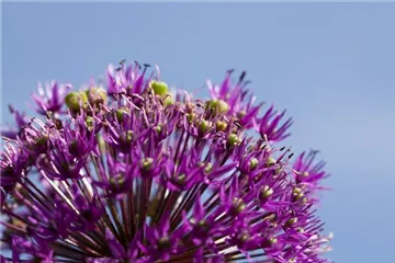 Essbare Blüten machen immer mehr Furore
