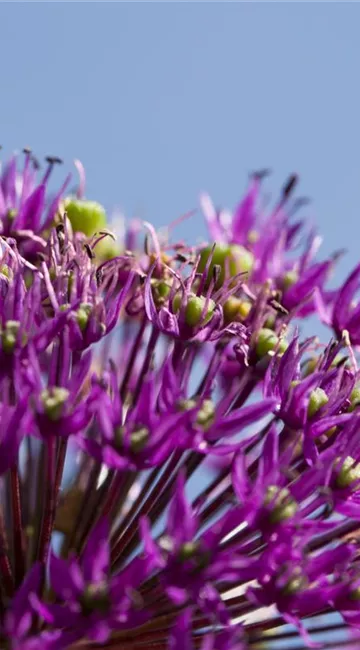 Essbare Blüten machen immer mehr Furore
