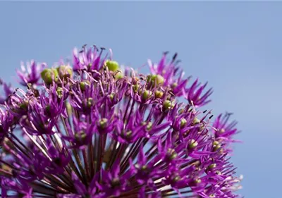 Essbare Blüten machen immer mehr Furore