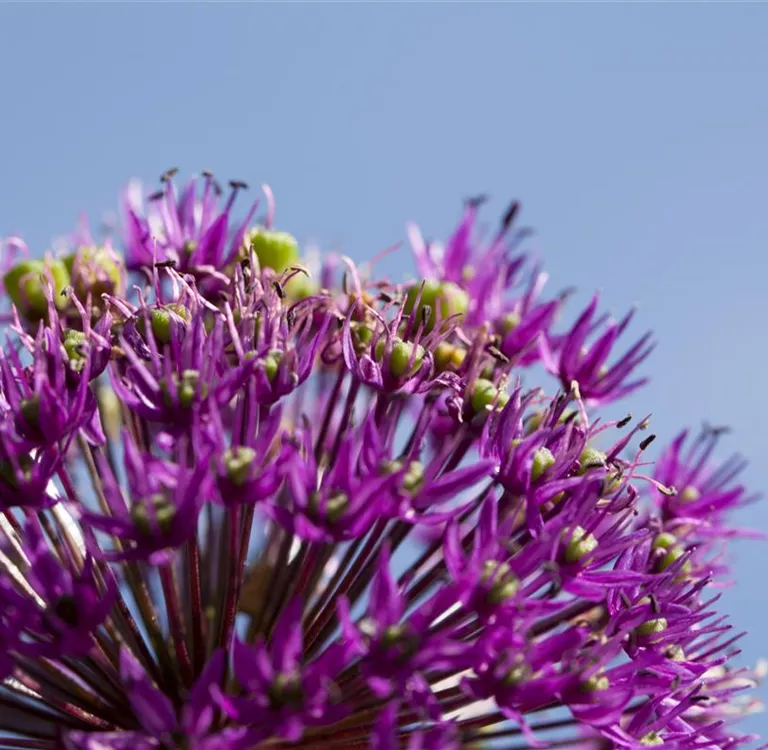 Essbare Blüten machen immer mehr Furore