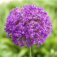 Vom Gemüse bis zur Zierpflanze