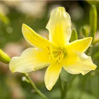 Aromatische Blütenschönheit