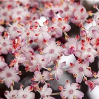 Schmuck und Geschmack: Essbare Blüten im Garten