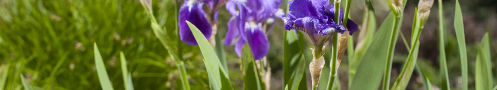 Iris - die Pflanze mit den vielen Gesichtern