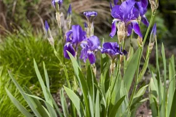 Iris - die Pflanze mit den vielen Gesichtern