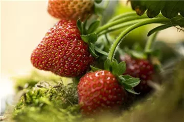 Erdbeeren – rot, rund und richtig lecker!