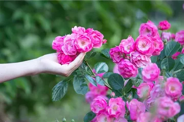Die Rose – Wellness und Schönheit in einem