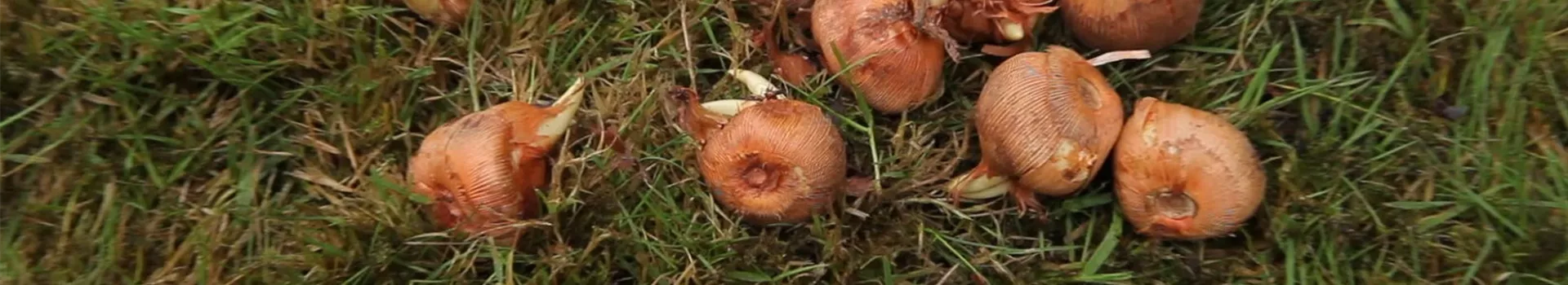Herbst-Krokus einpflanzen im Garten
