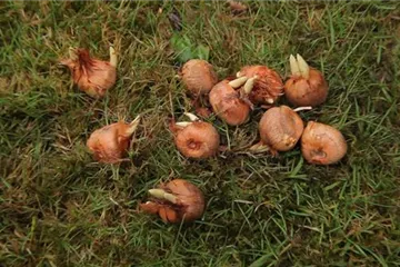 Herbst-Krokus einpflanzen im Garten